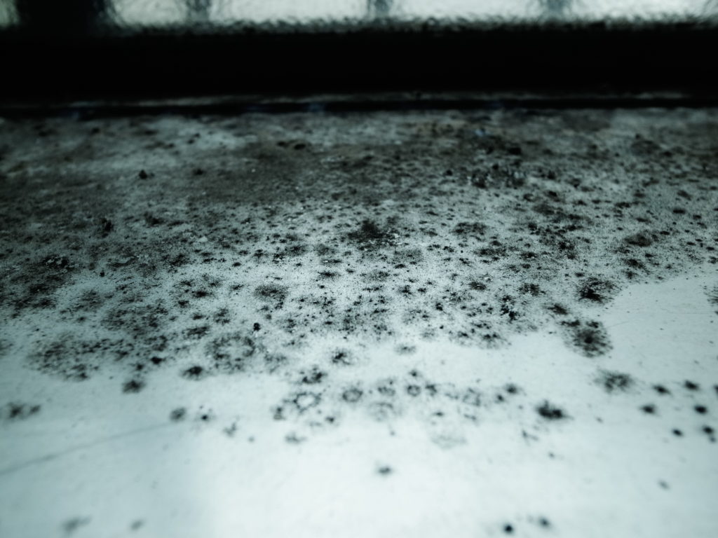 Mold in your house