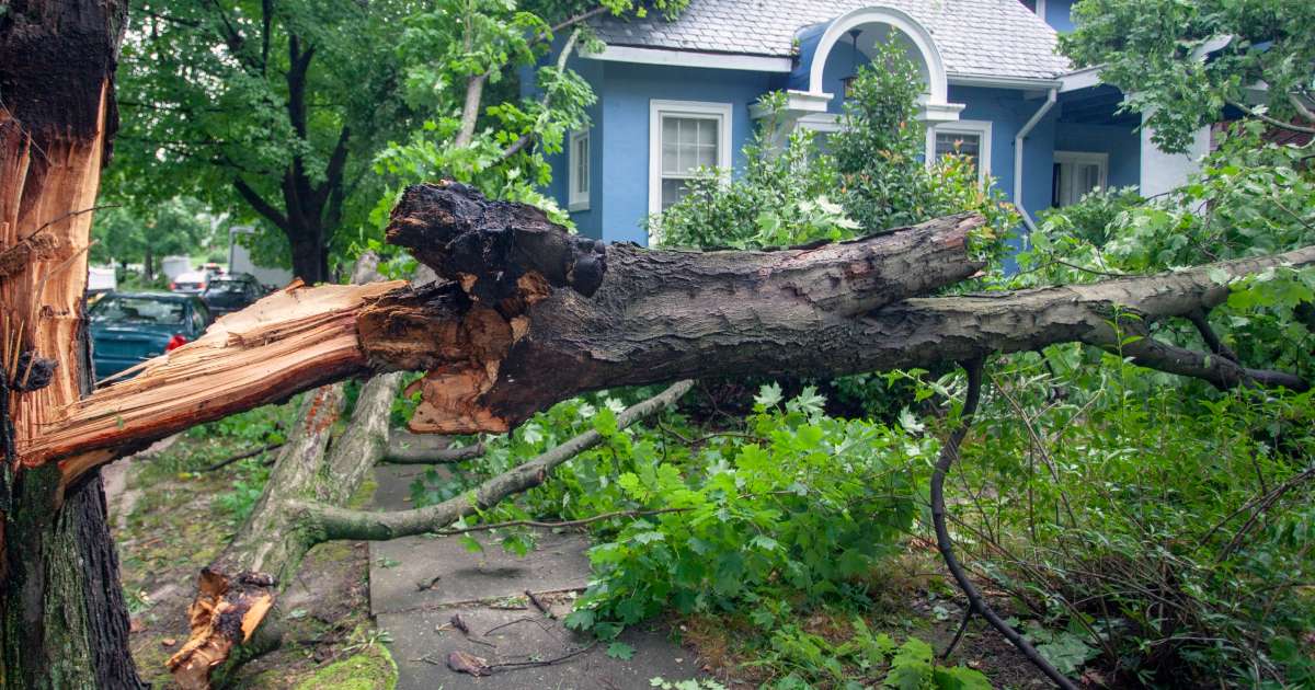 fallen tree from storm damage